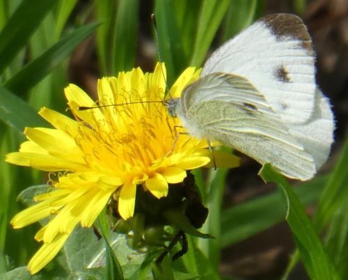 Réf. 313 855 : Pieris mannii